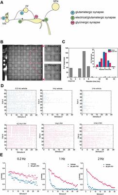 Subcellular Dissection of a Simple Neural Circuit: Functional Domains of the Mauthner-Cell During Habituation